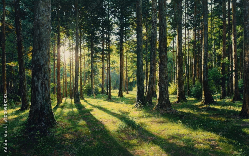 Obraz premium Sunlight filters through a dense forest