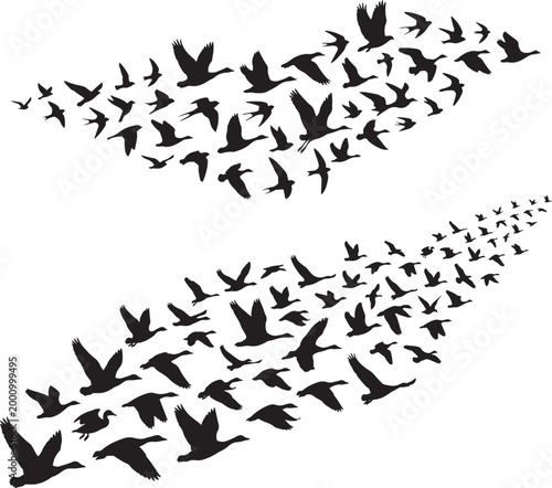 Flying birds silhouette set featuring a large flock of migrating geese and ducks in formation isolated on white background for nature and wildlife vector design
