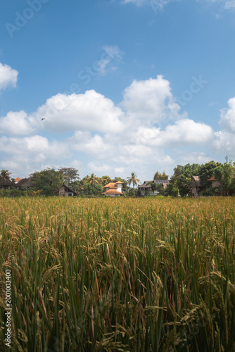 Rice Field with Traditional Houses Under Blue Sky in Tropical Village