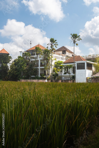 Rice Field with Modern Tropical Houses and Palm Trees Under Blue Sky in Southeast Asia