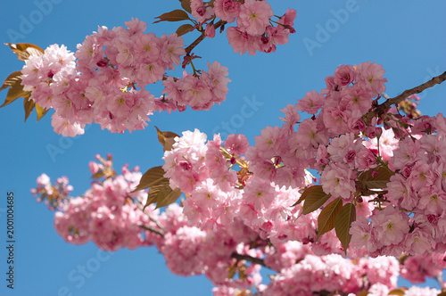 Beautiful blooming sakura branch close-up against the sky