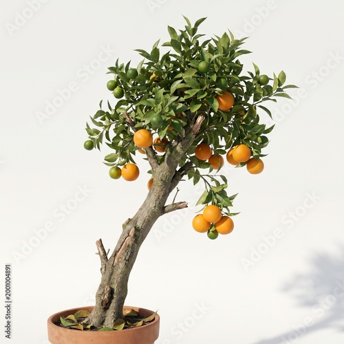 Realistic Orange Tree with Ripe Fruits Isolated on White Background 
