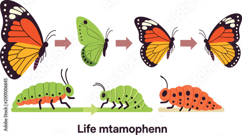 Konstfotografi Butterfly Life Cycle Metamorphosis Illustration Vector Set Featuring Caterpillar
