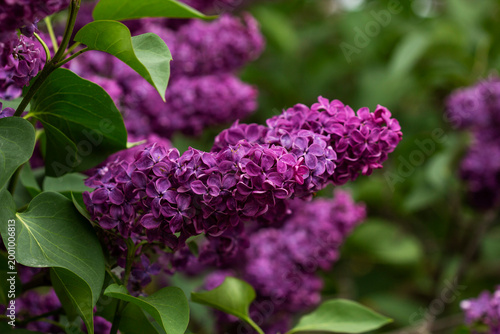 Purple Lilac Blossoms Close Up on Branch, Spring Garden Floral Background