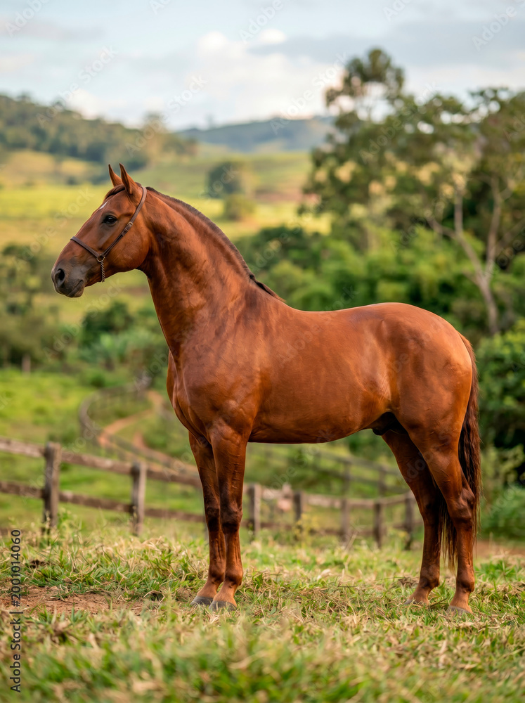 Fototapeta premium Cavalo Campolina alazão em pasto de fazenda brasileira