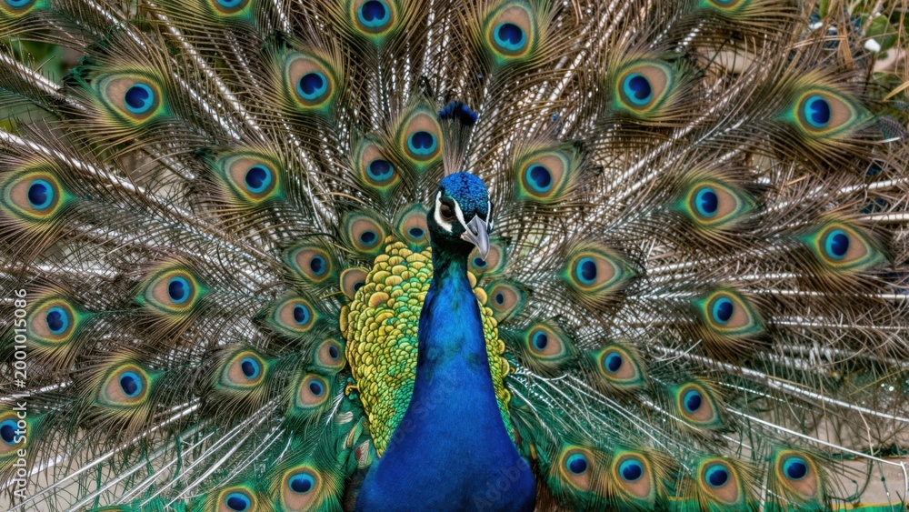 Obraz premium Male peacock displaying fanned tail in outdoor setting