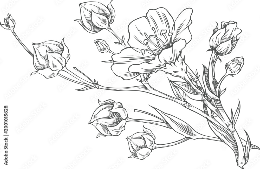 Fototapeta premium Flax bundle, flowers with dry seeds on stem vector sketch, superfood foliage, essential herb, medicinal plant Linen