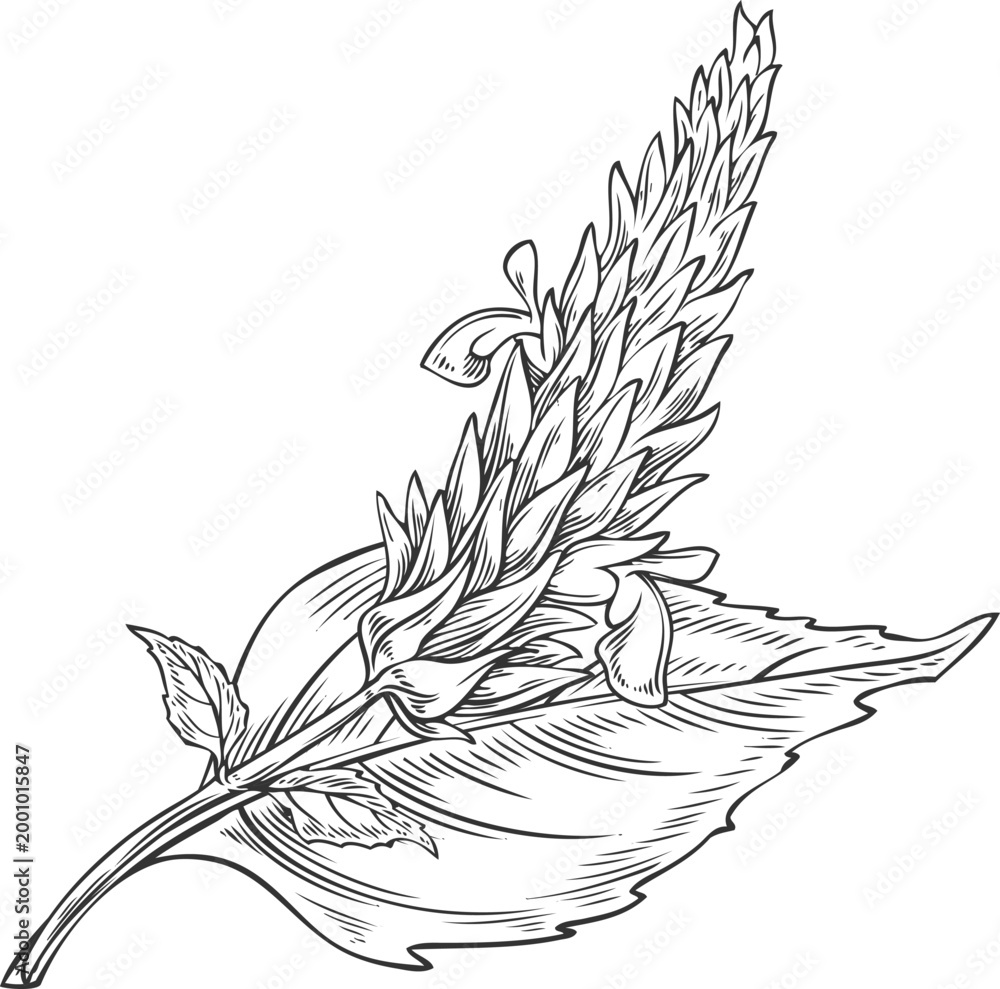 Fototapeta premium Chia plant with flowers vector engraved sketch, Salvia hispanica, condiment or seasoning grains seeds, superfood foliage