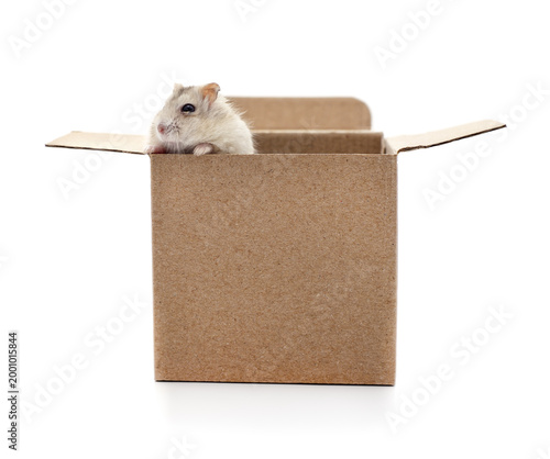 Small hamster in a cardboard box.