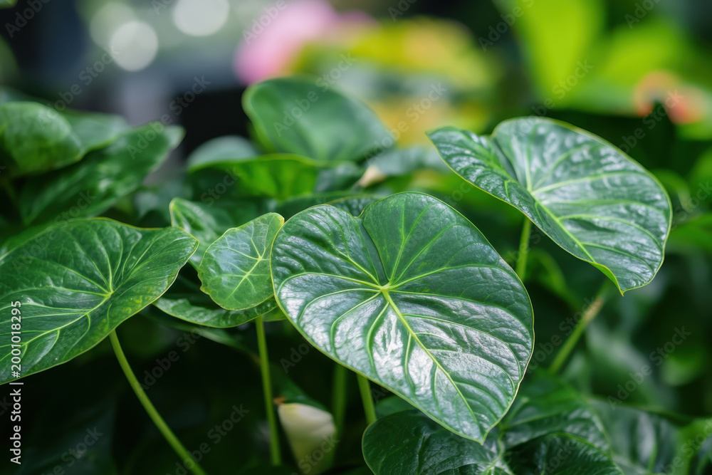 Obraz premium Vibrant Green Leaves Growing in Botanical Garden