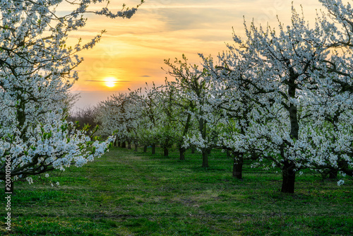 Beautiful spring sunset in cherry trees orchard