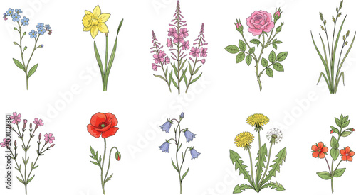 Wildflower Botanical Illustration Collection Featuring Hand Drawn Garden Flowers Vintage Floral Elements and Natural Plant Species Set