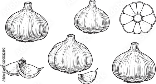 Garlic Collection Sketch Whole Bulb Cloves and Slices engraving Line Art