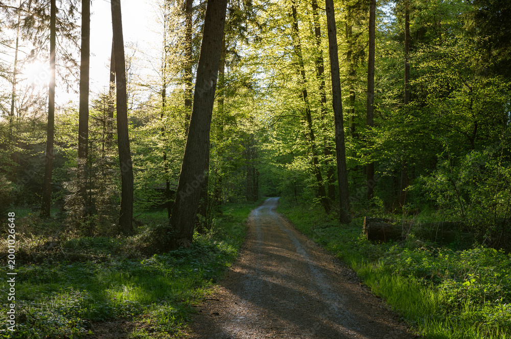Obraz premium Sunlit Forest Path Through Lush Green Spring Woodland