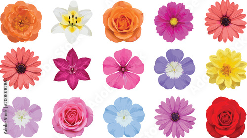 Colorful Floral Blossom Collection Featuring Rose Daisy Lily Flower Clipart Elements for Botanical Decoration and Garden Design