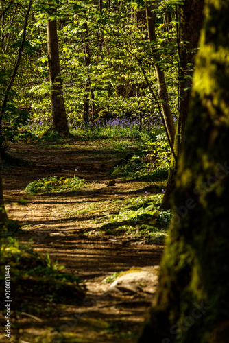 The path through the bluebell woods.