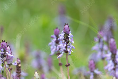 Lobster bush (plectranthus neochilus) flowers in bloom