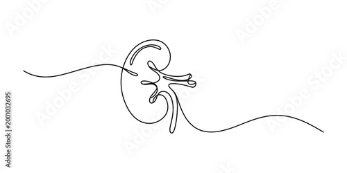 Human kidney continuous line drawing on white