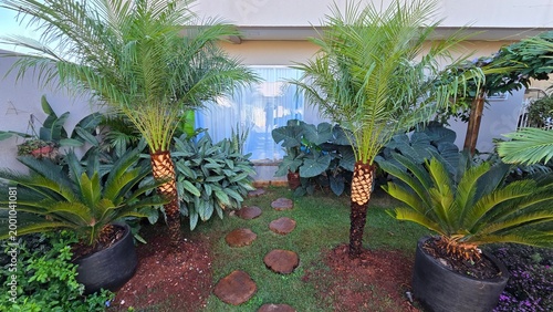 Foto jardim com fenix palmeira tropical