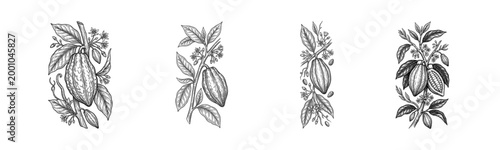 Isolated cacao pod botanical branch engraving set with leaves, flowers, and cocoa beans in four vintage hand drawn plant illustrations