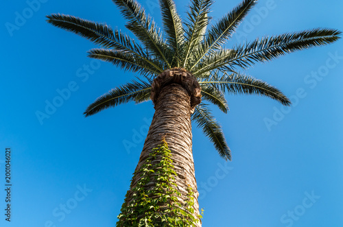 Fotografie Low angle view of a tall palm tree with green ivy against clear blue sky on Crete