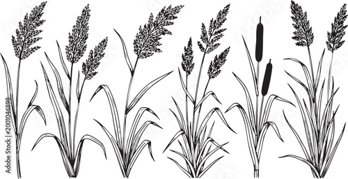 Set of line art botanical illustrations depicting various types of reeds and cattails with detailed blades and seed heads on white background.