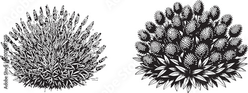 Two highly detailed vintage botanical illustrations in classic black and white engraved style showcasing diverse plant species on white background.