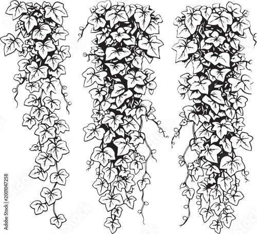 Three decorative hanging ivy vine clusters in a detailed black and white line art illustration for botanical designs