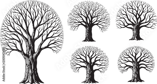 Collection of five bare deciduous trees with intricate branch patterns, symbolizing nature, growth, and the changing seasons in a graphic illustration.