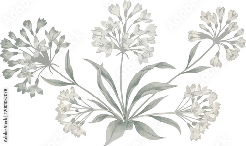 Minimal monochrome botanical illustration with delicate flowers and leaves, elegant soft toned floral composition for natural, vintage and decorative design isolated on white background
