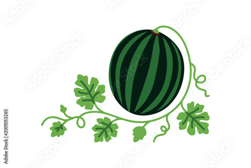Illustration of a fresh round watermelon still attached to its vine with green leaves. Represents fresh garden harvest and natural organic growth.