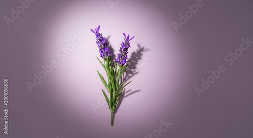 Lavender flowers on purple background with shadow