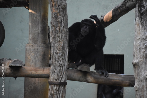 Photography Chimpanzee (Pan troglodytes, Common chimpanzee, Robust chimpanzee) in the Dehiwala Zoo (National Zoological Gardens of Sri Lanka, Dehiwala Zoological Gardens), Dehiwala, Sri Lanka
