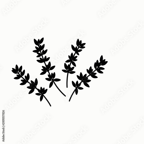 Black and white thyme plant illustration isolated on white background