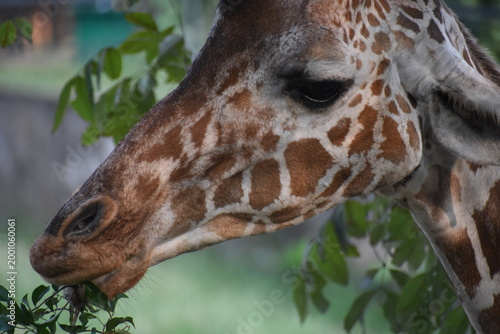 Photography Giraffe (genus Giraffa) in the Dehiwala Zoo (National Zoological Gardens of Sri Lanka, Dehiwala Zoological Gardens), Dehiwala, Sri Lanka