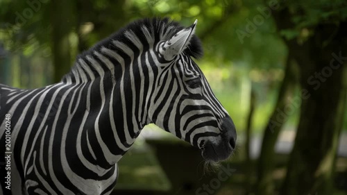 Profile view of a zebra with striped neck and head visible against lush green blurred background. Exotic wildlife portrait. Natural animal pattern and safari atmosphere in soft daylight.