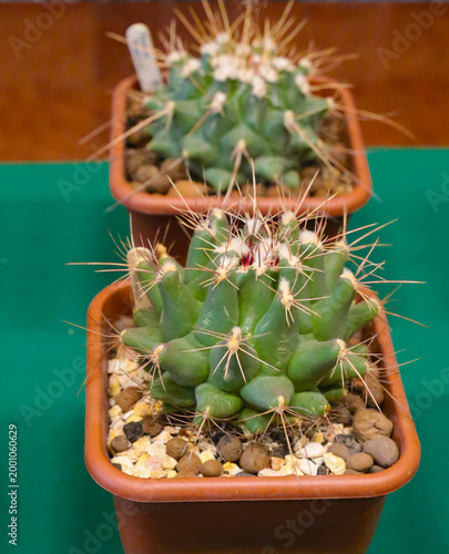 Obraz na płótnie Thelocactus rinconensis is a cactus with a stubby, spherical stem and a gray-green body covered in strong spines