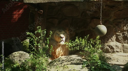 Lion resting peacefully in the shade of a stone shelter at the zoo. Eyes closed, muzzle facing forward. Small green bushes in foreground. Calm wildlife and animal relaxation concept.