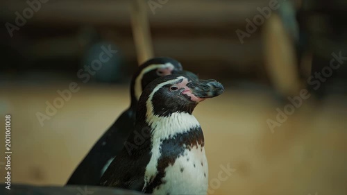 Close view of two penguins standing side by side. Detailed feathers and natural behavior visible. Wildlife and zoo animal concept. Exotic birds in calm interaction under soft natural light.