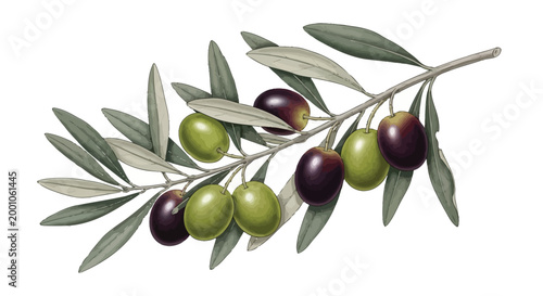 Detailed illustration of a fresh olive branch featuring ripe green and dark purple olives
