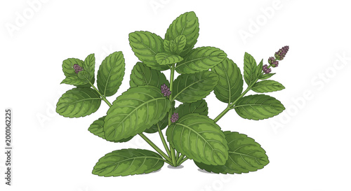 Fresh vibrant green mint plant with purple flowers growing in a decorative hand drawn illustration