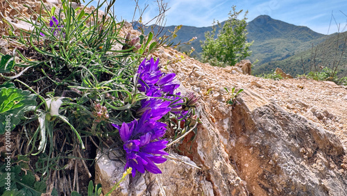 Campanula blooms on rocky ridge with Skadar Lake and mountain backdrop