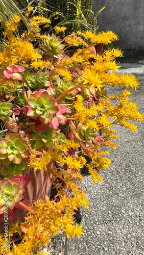 Sedum stonecrop with rosette leaves and abundant yellow star flowers in planter