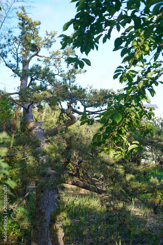 Fototapeta premium Bright Sunlight Piercing Through Radiant Young Canopy, Concept of Purity and Renewal
