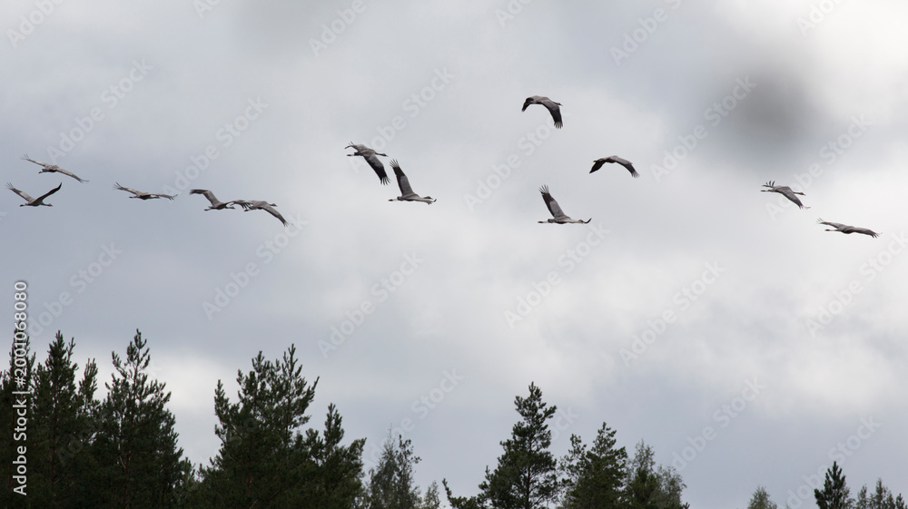 Fototapeta premium View of Crane birds in Finland