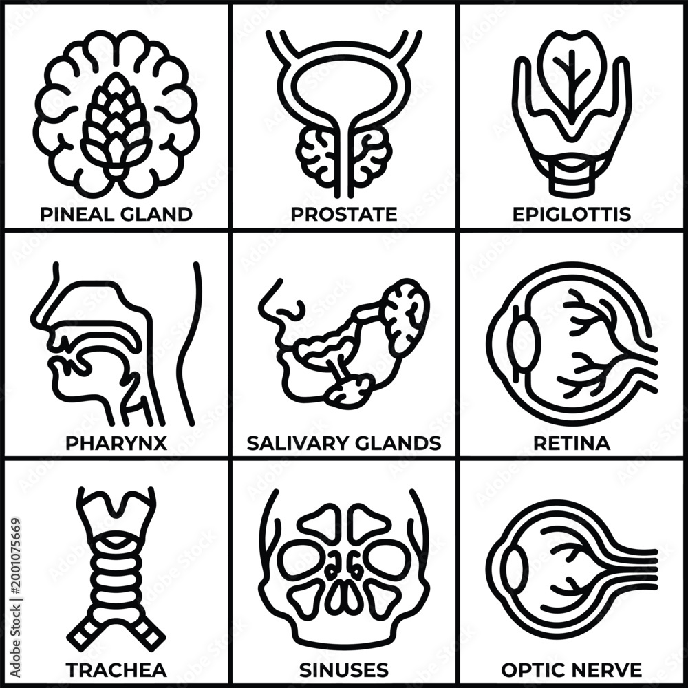 Fototapeta premium Anatomical illustrations of human body parts including brain, prostate, epiglottis, pharynx, salivary glands, retina, trachea, sinuses, optic nerve.