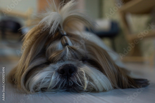 Quadro su tela shih tzu dog is lying on the floor in the room