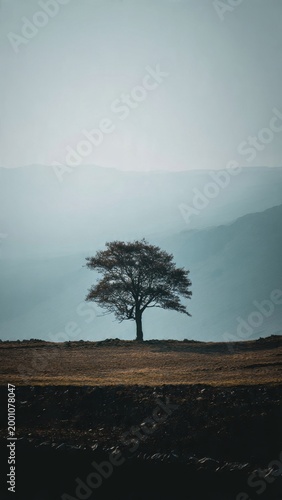 Solitary Tree in Misty Mountain Landscape