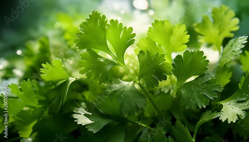 fresh green coriander leaves captured up close highlighting their texture and freshness the leaves are vibrant creating a refreshing aesthetic