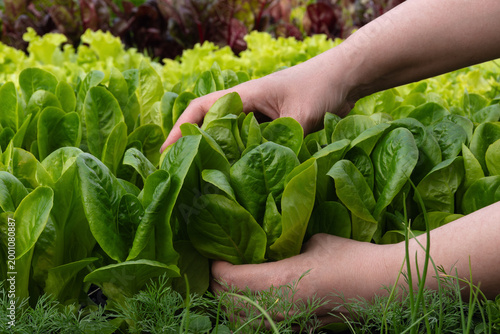 Woman gardener harvesting fresh organic green lettuce from a home garden. Close-up of hands picking homegrown salad leaves in the backyard at sunset. Healthy lifestyle and hobby concept.